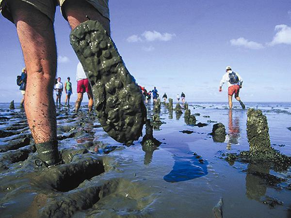 Wanneer het water laag genoeg staat, kun je over het wad lopen. Tot Ameland aan toe!